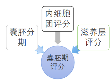 囊胚期评分